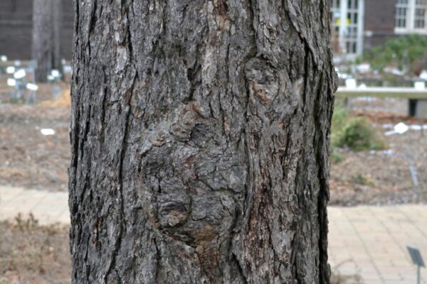Pseudotsuga menziesii - Bark