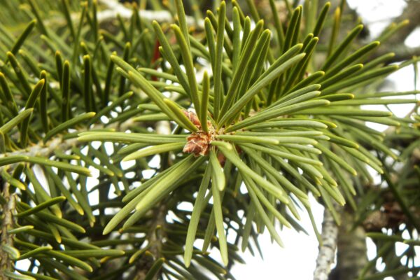 Pseudotsuga menziesii - Needles and Bud