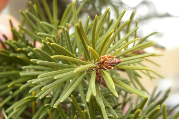 Pseudotsuga menziesii - Bud