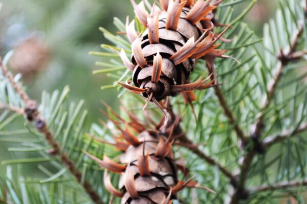 Pseudotsuga menziesii - Pinecone Fruit