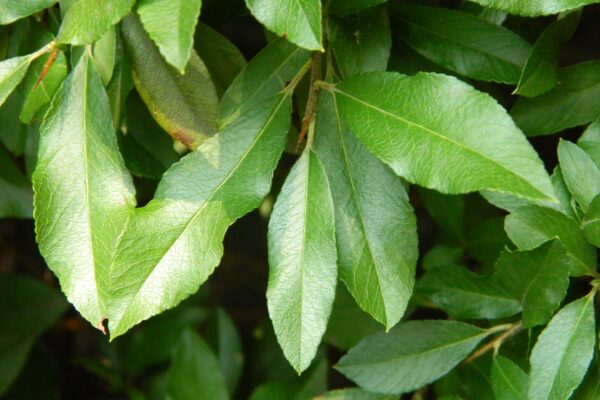 Pyracantha coccinea - Leaves and Buds