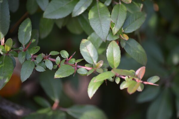 Pyracantha coccinea - Foliage