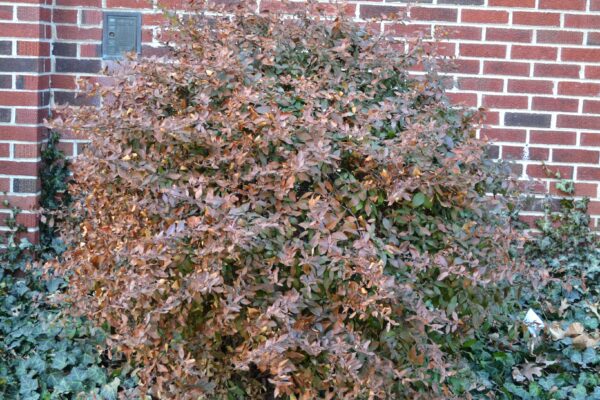 Pyracantha coccinea - Winter Habit