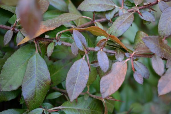 Pyracantha coccinea - Winter Foliage