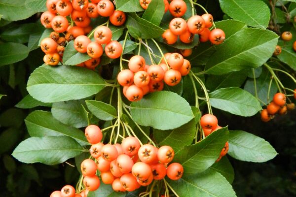 Pyracantha coccinea - Fruits and Leaves