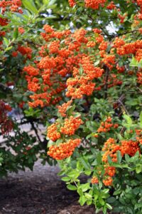 Pyracantha coccinea - Fruit