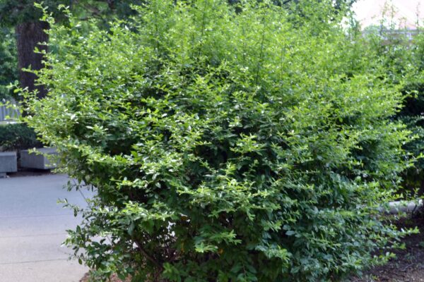 Pyracantha coccinea - Habit