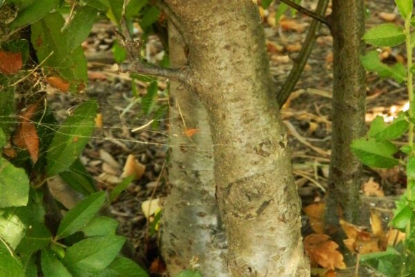 Pyracantha coccinea - Bark