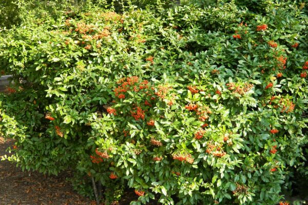 Pyracantha coccinea - Habit with Fruit
