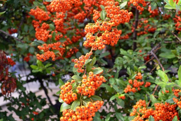 Pyracantha coccinea - Fruit