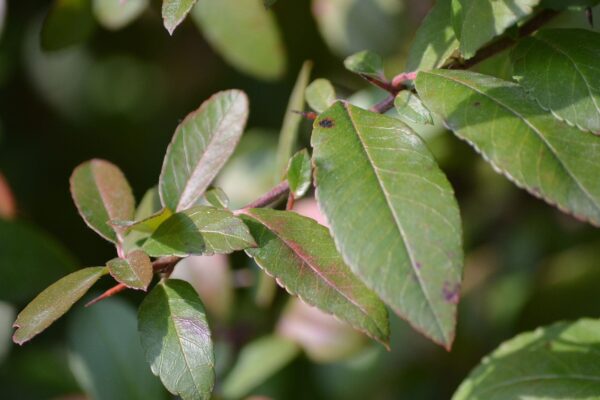 Pyracantha coccinea - Foliage