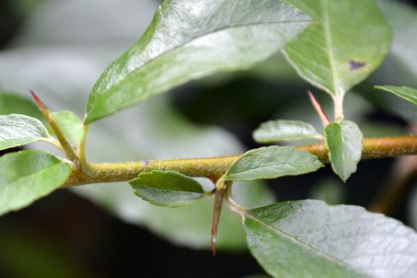 Pyracantha coccinea - Thorns