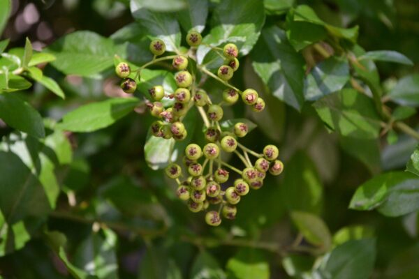 Pyracantha coccinea - Immature Fruit