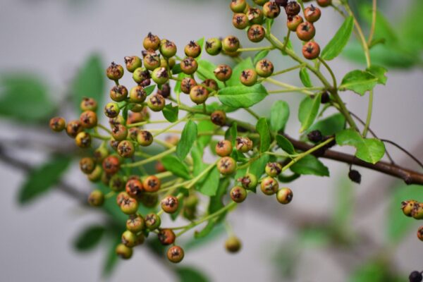 Pyracantha angustifolia ′Gnozam′ [sold as Gnome®] - Fruit