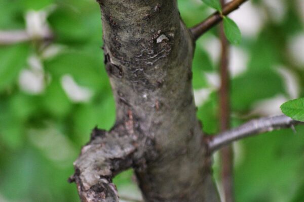 Pyracantha angustifolia ′Gnozam′ [sold as Gnome®] - Bark