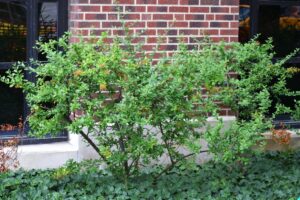 Pyracantha angustifolia ′Gnozam′ [sold as Gnome®] - Summer Habit