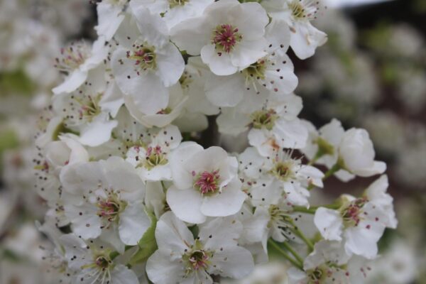 Pyrus calleryana - Flower