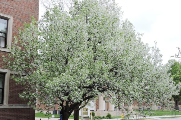 Pyrus calleryana - Flowering Habit