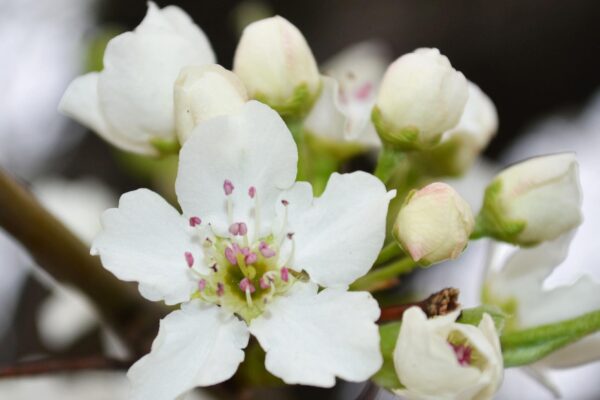 Pyrus calleryana - Flower and Buds