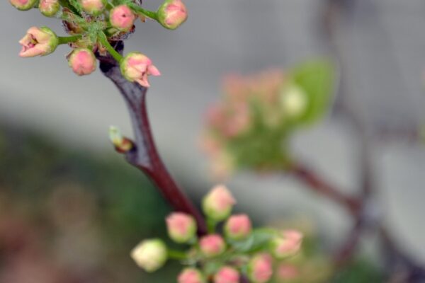 Pyrus calleryana - Flower Buds