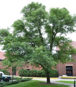 Pyrus calleryana - Overall Habit