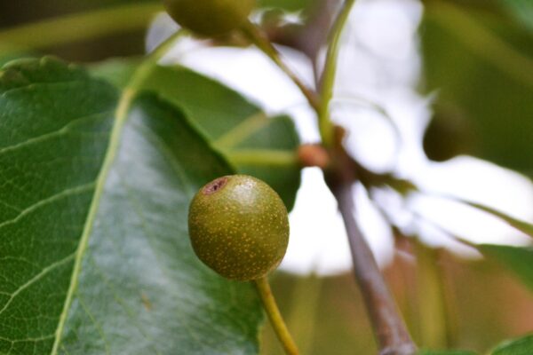 Pyrus calleryana - Fruit