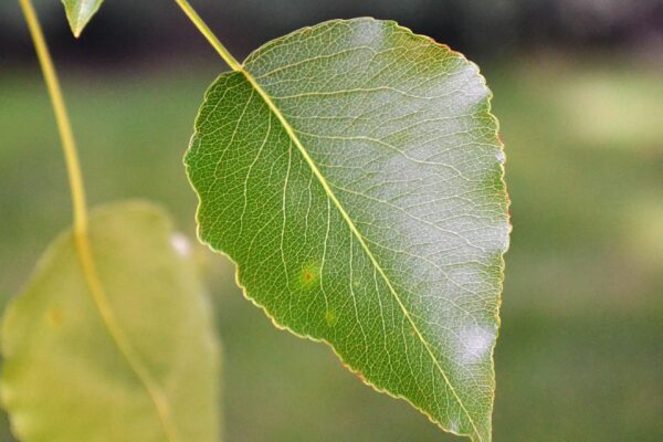 Pyrus calleryana - Leaf