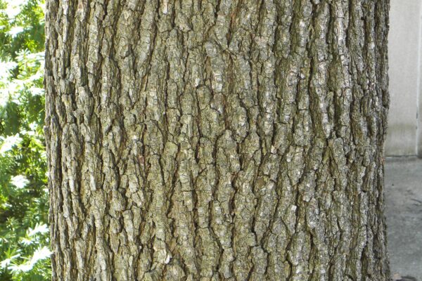 Pyrus calleryana - Bark