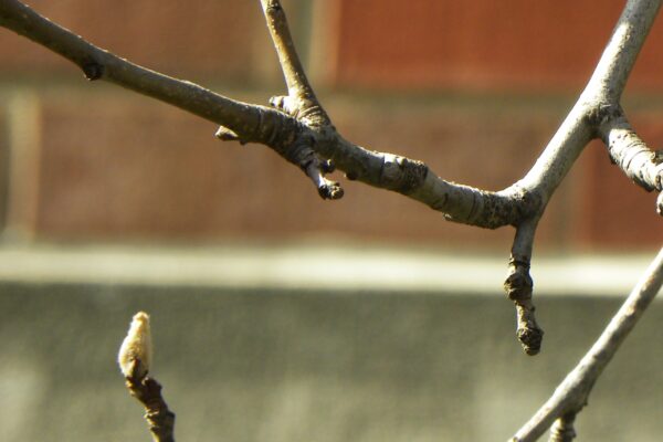 Pyrus calleryana - Buds