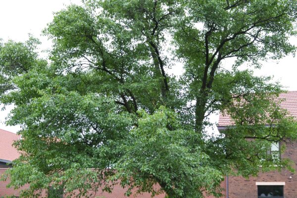 Pyrus calleryana - Overall Habit