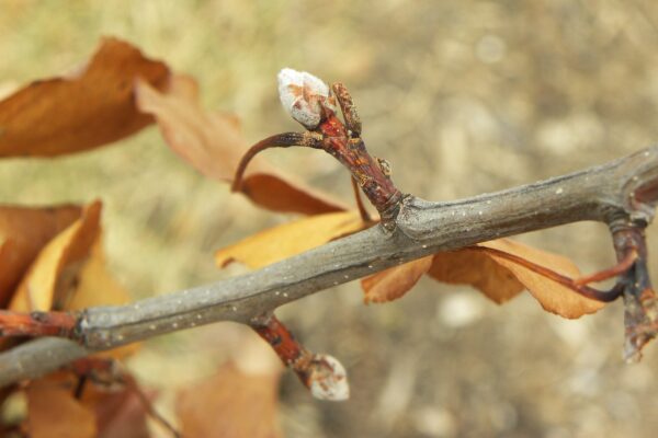 Pyrus calleryana - Buds & Dried Foliage