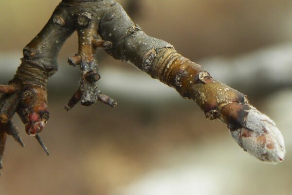 Pyrus calleryana - Buds