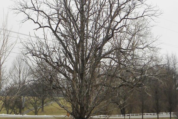 Pyrus calleryana - Winter Habit