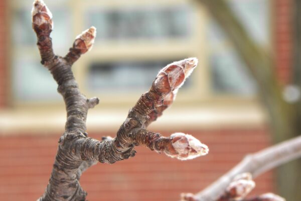 Pyrus calleryana [sold as Aristocrat®] - Buds