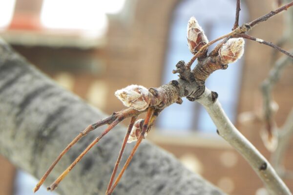 Pyrus calleryana [sold as Aristocrat®] - Buds