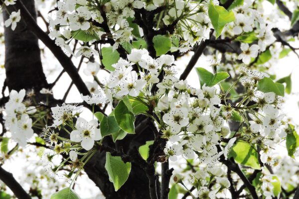 Pyrus calleryana [sold as Aristocrat®] - Flowers