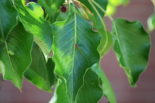 Pyrus calleryana [sold as Aristocrat®] - Leaves