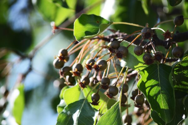 Pyrus calleryana [sold as Aristocrat®] - Mature Fruit