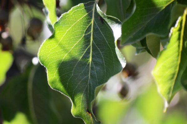 Pyrus calleryana [sold as Aristocrat®] - Leaf