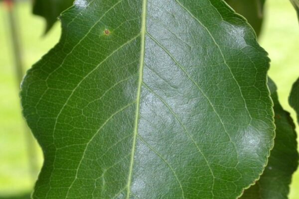 Pyrus calleryana ′Bradford′ - Leaf