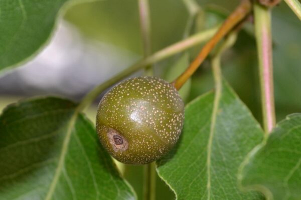 Pyrus calleryana ′Bradford′ - Fruit