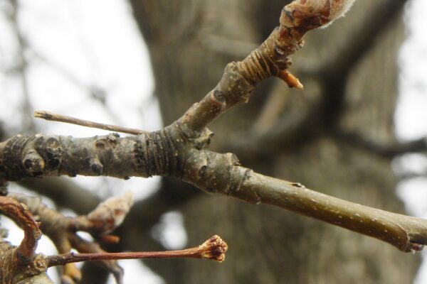 Pyrus calleryana ′Bradford′ - Buds