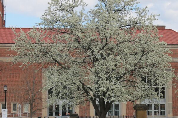 Pyrus calleryana ′Bradford′ - Flowering Tree
