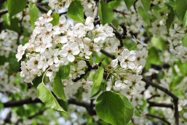 Pyrus calleryana ′Bradford′ - Flowers