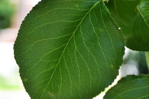 Pyrus calleryana ′Glen’s Form′ [sold as Chanticleer®] - Leaf
