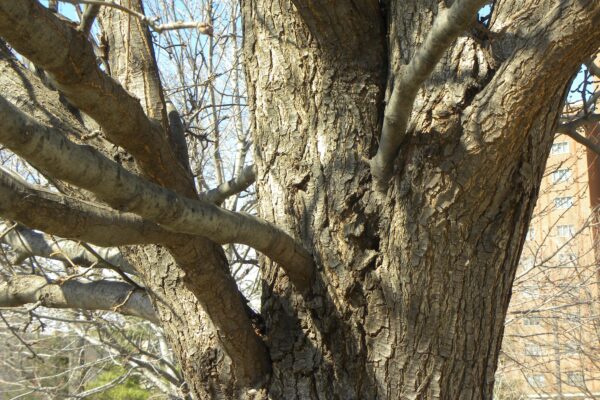 Pyrus calleryana ′Glen’s Form′ [sold as Chanticleer®] - Common Narrow Angle Branching Structure