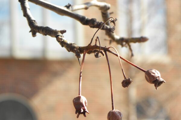 Pyrus calleryana ′Glen’s Form′ [sold as Chanticleer®] - Old Fruit