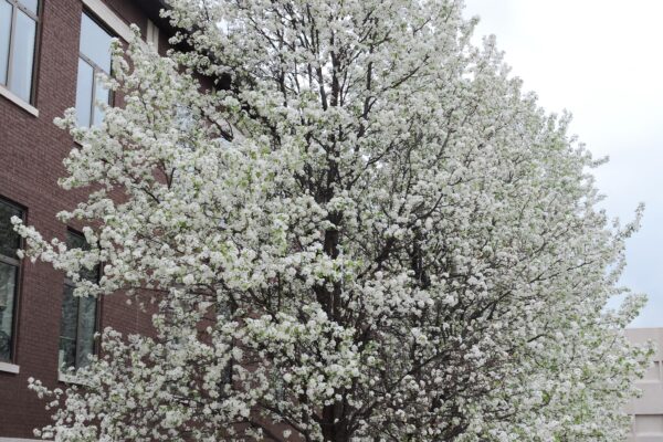 Pyrus calleryana ′Glen’s Form′ [sold as Chanticleer®] - Flowering Habit