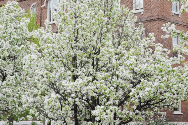 Pyrus calleryana ′Glen’s Form′ [sold as Chanticleer®] - Flowering Habit