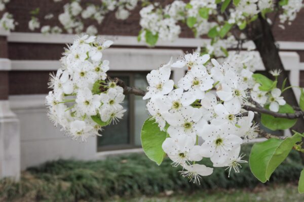 Pyrus calleryana ′Glen’s Form′ [sold as Chanticleer®] - Flowers